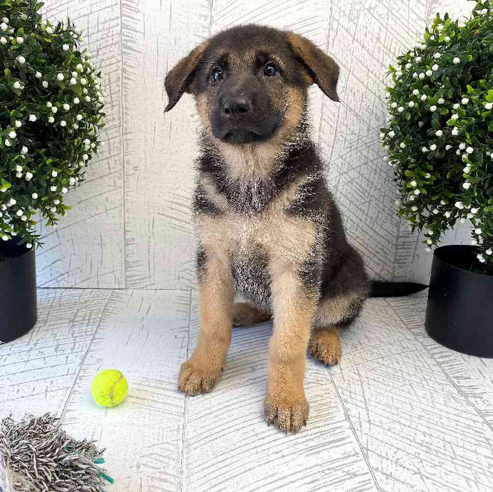 Female German Shepherd Puppy for sale