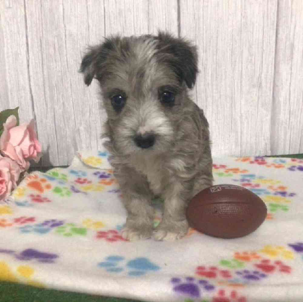 Female Westipoo Puppy for Sale in Millersburg, IN