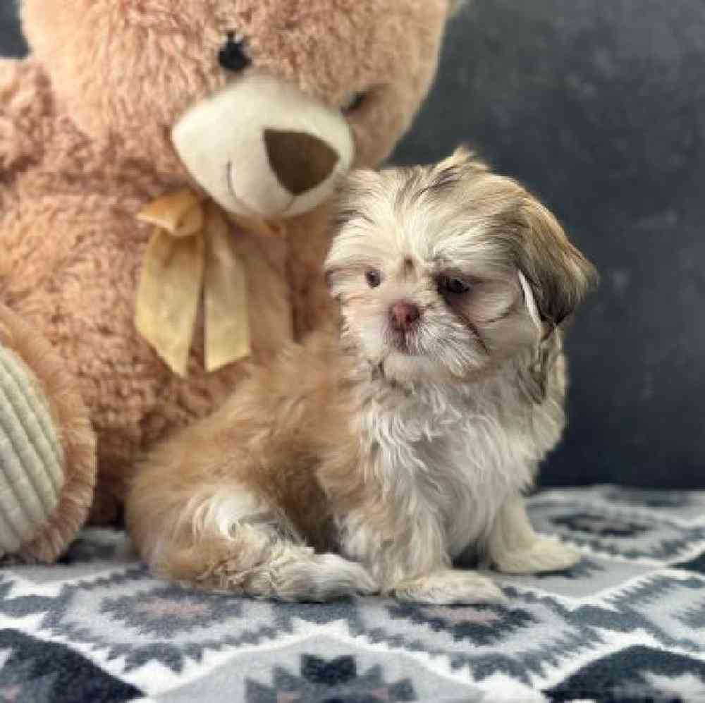 Female Shih Tzu Puppy for Sale in Millersburg, IN