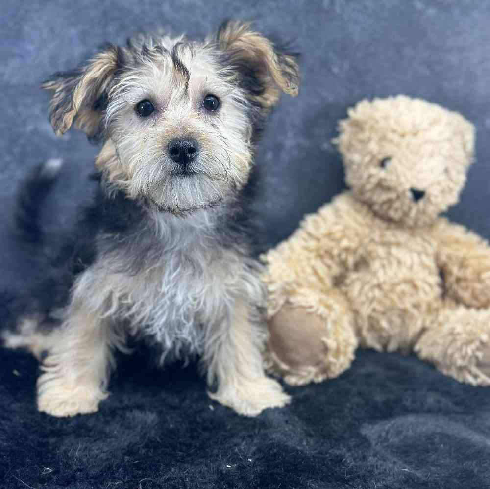 Female Yochon Puppy for Sale in Millersburg, IN