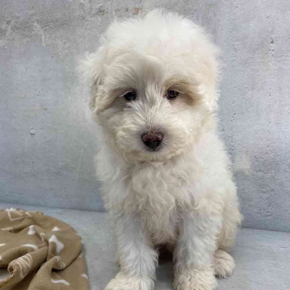 Male Sammypoo Puppy for Sale in Millersburg, IN