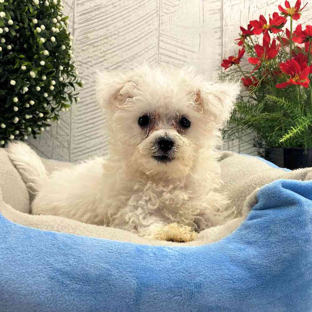 Male Bichon Puppy for sale