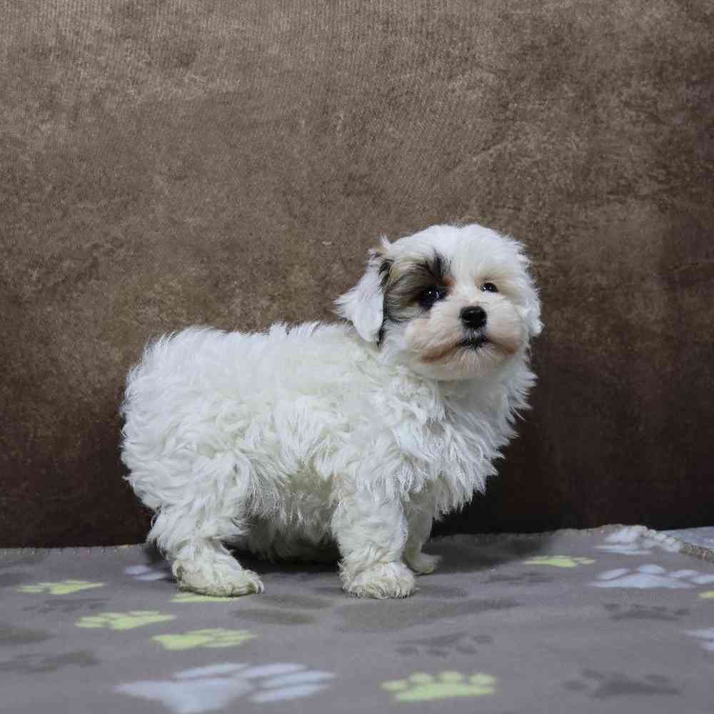 Male Maltipoo Puppy for Sale in Millersburg, IN