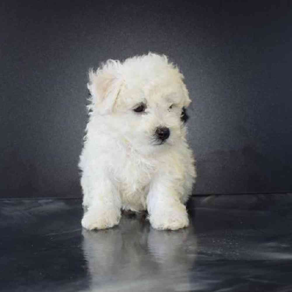 Bichon Puppy for Sale