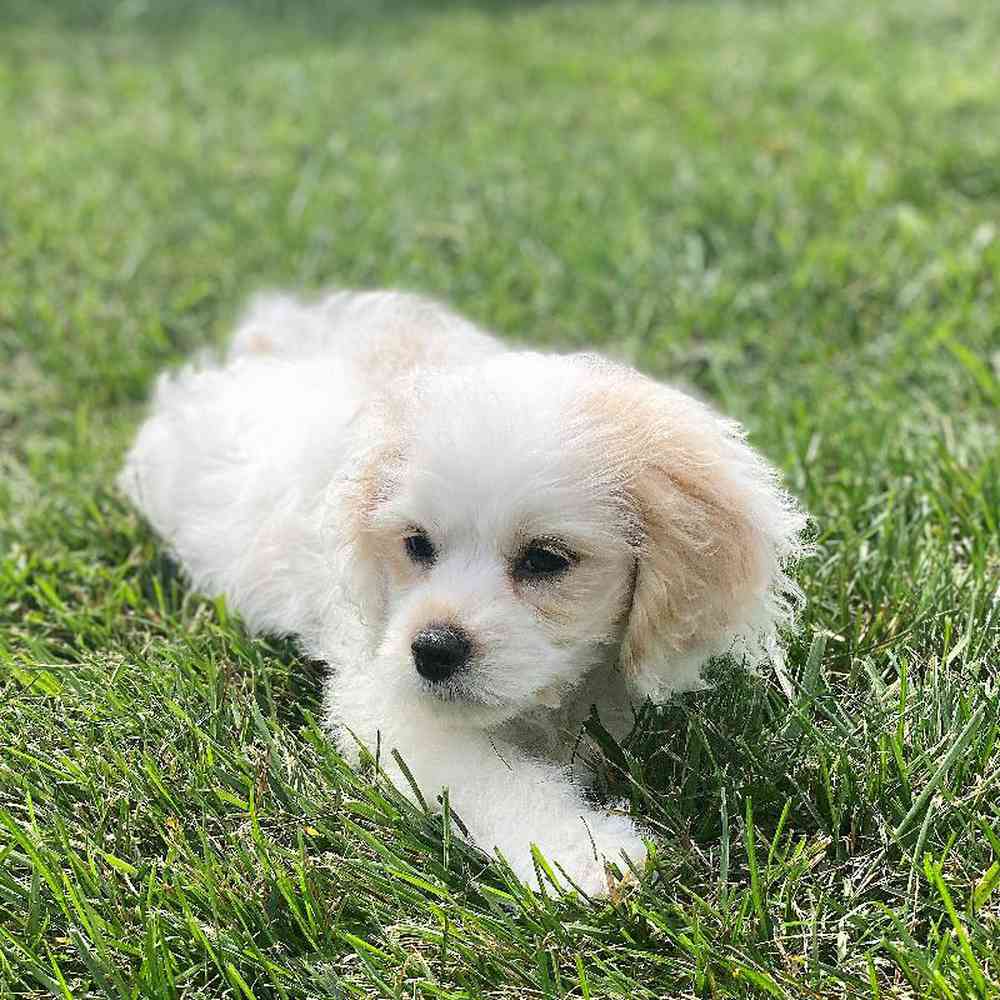Male CockaChon Puppy for sale