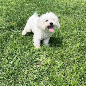 Bichon