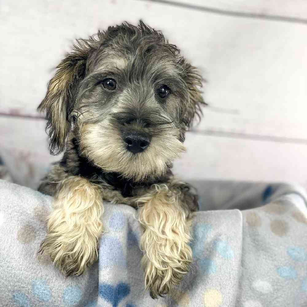 Male Schnoodle Puppy for sale