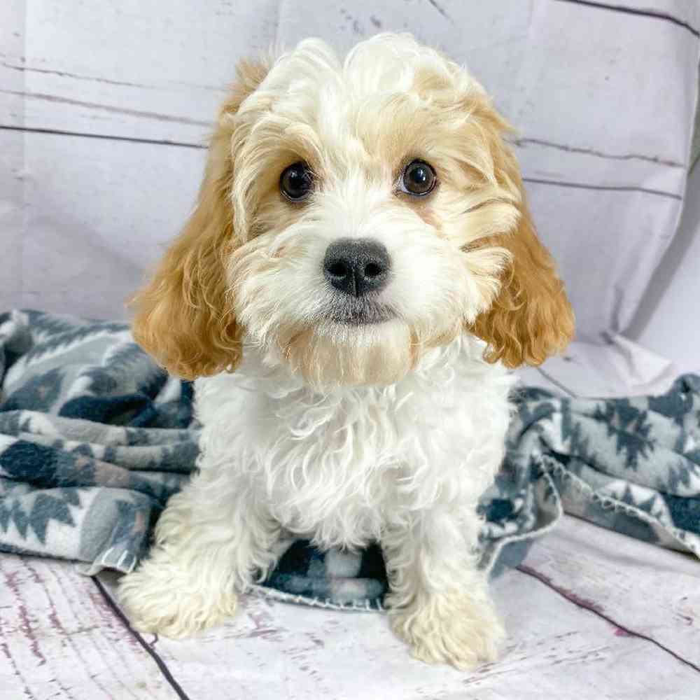 Female Cavachon Puppy for Sale in Millersburg, IN
