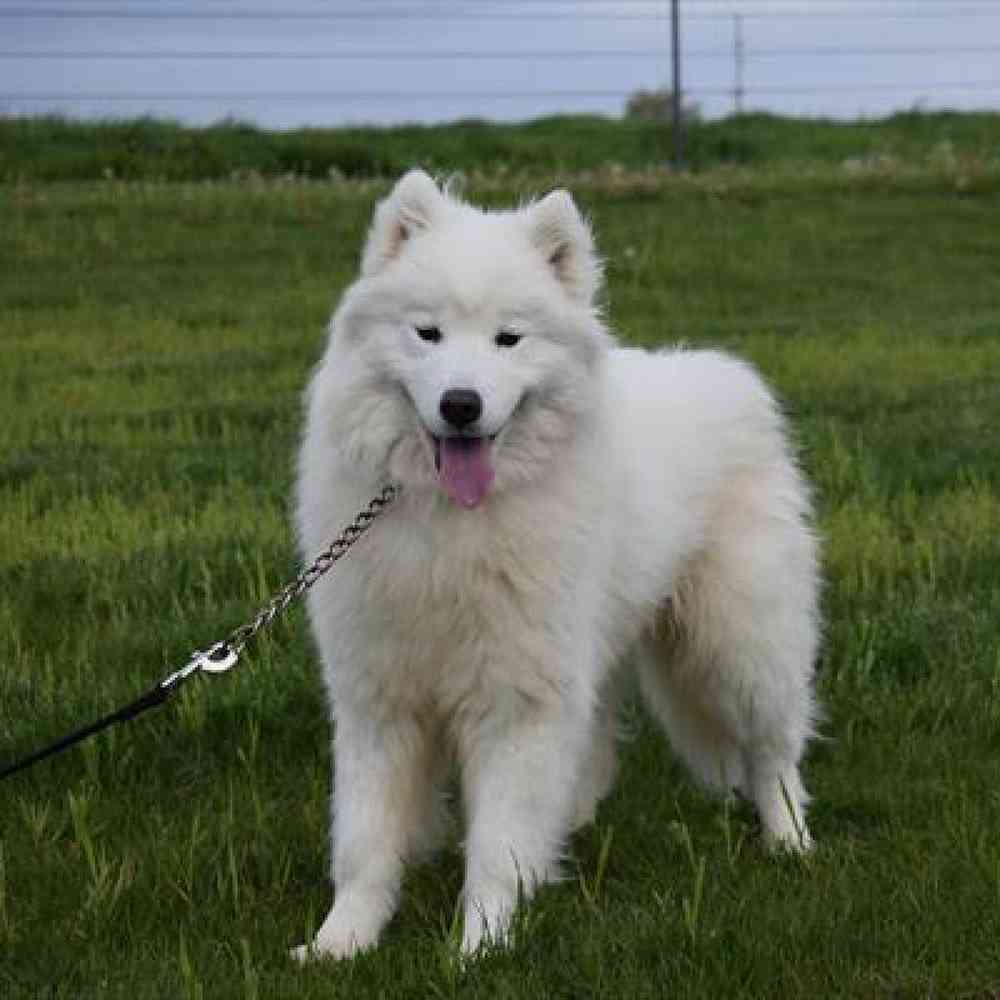 Male Samoyed Puppy for Sale in Millersburg, IN