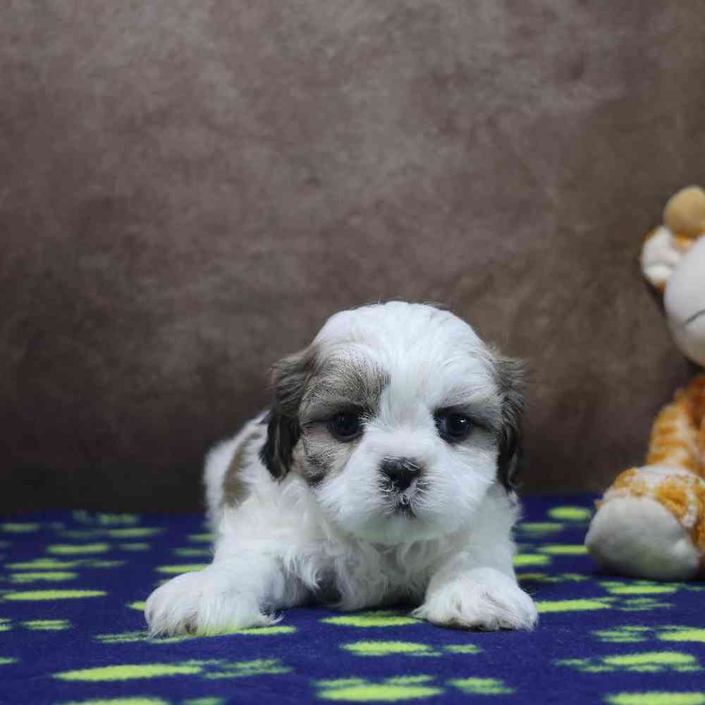 Male Shih Tzu Puppy for Sale in Millersburg, IN