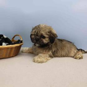 Shih Tzu