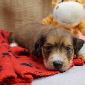 Dachshund