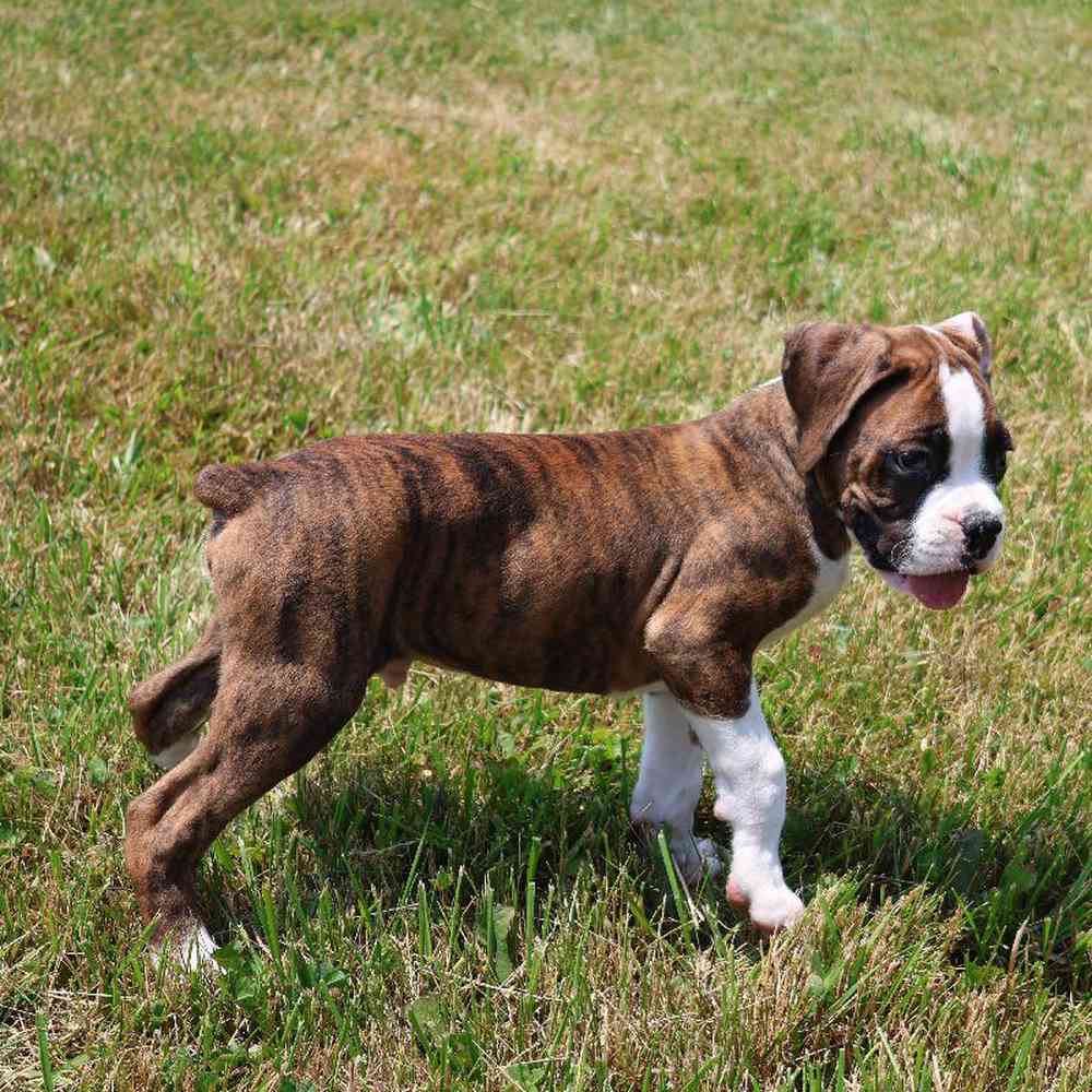 Male Boxer Puppy for Sale in Millersburg, IN