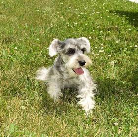 Mini Schnauzer