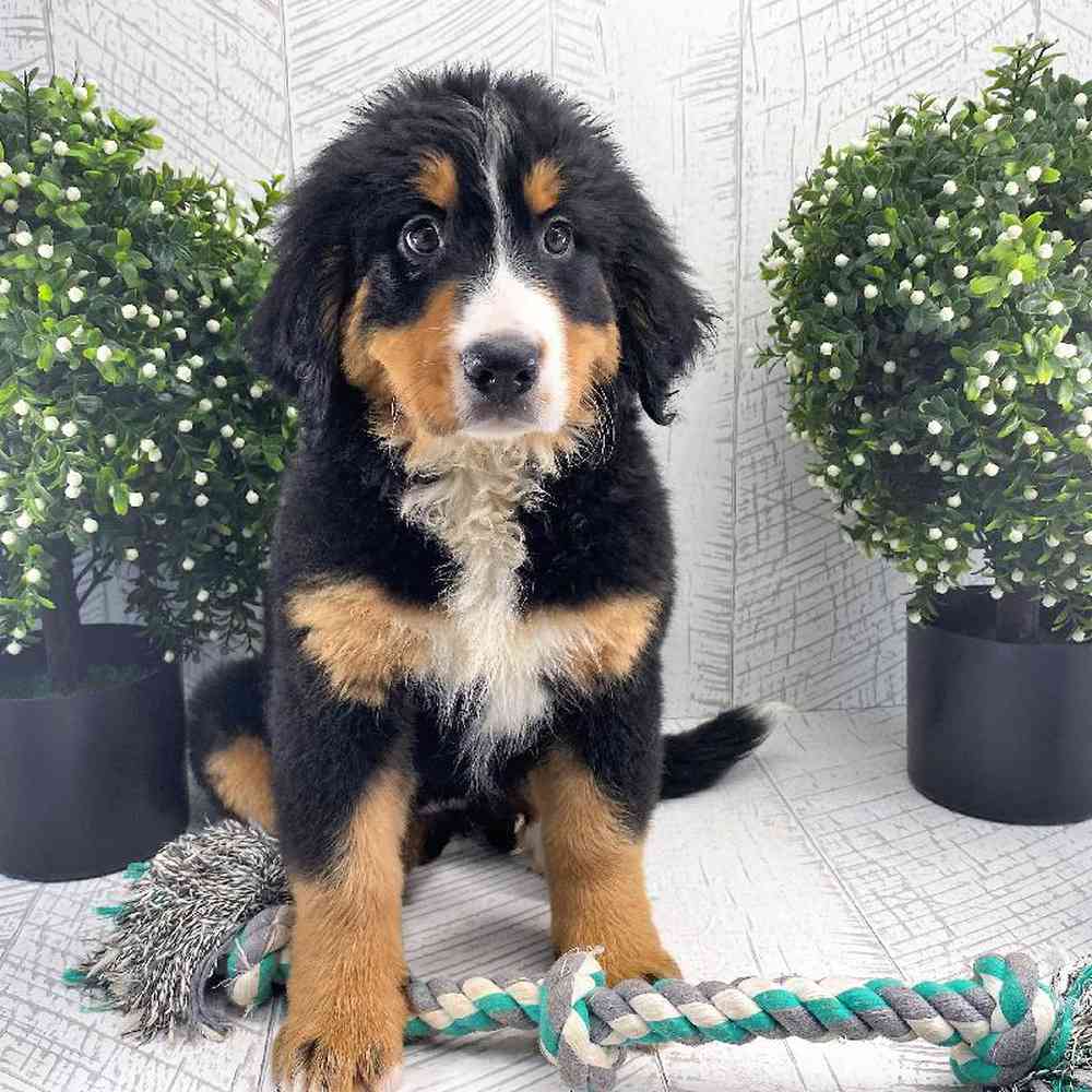 Female Bernese Mountain Dog Puppy for sale