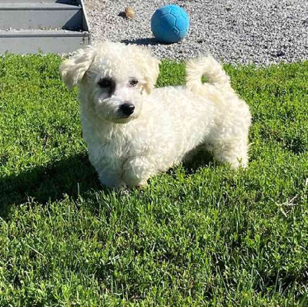 Male Cavachon Puppy for Sale in Millersburg, IN