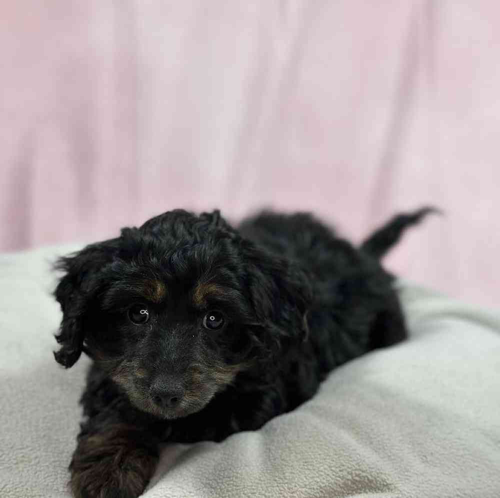 Female Doxiepoo Puppy for Sale in Millersburg, IN
