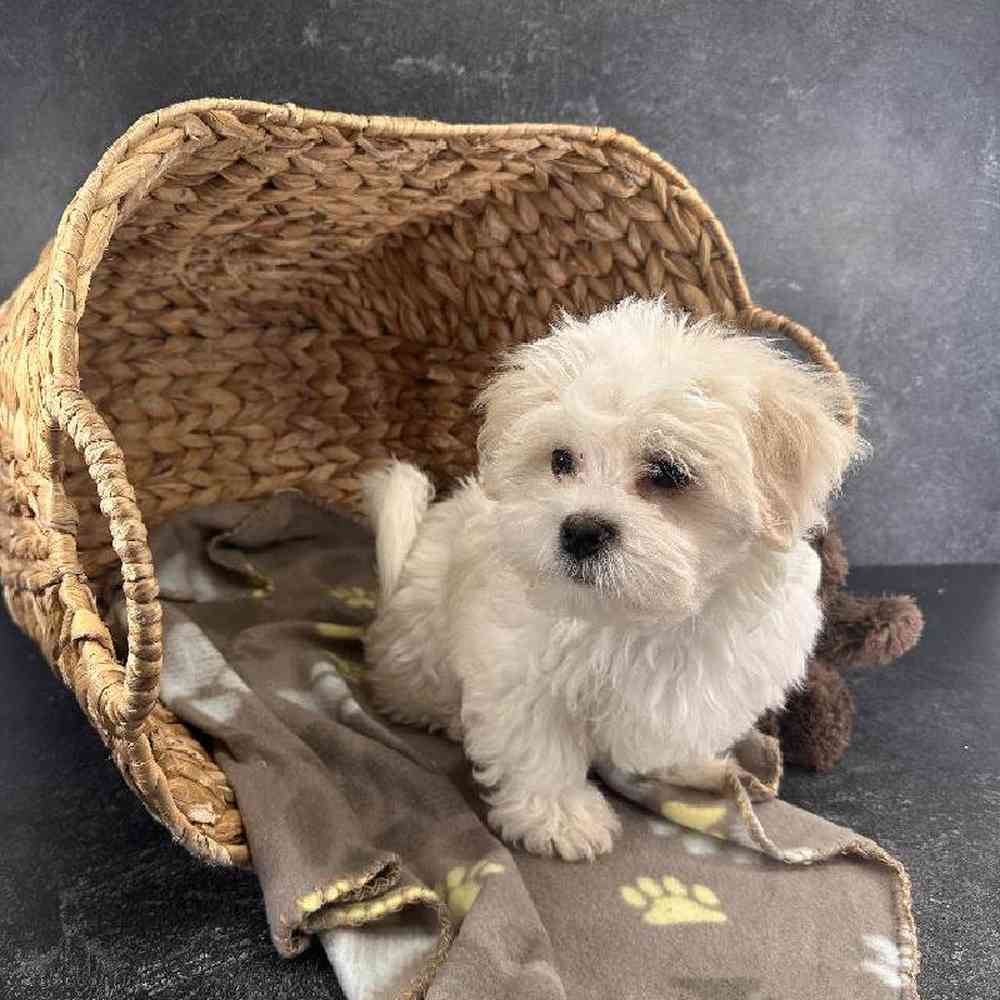 Male Shichon Puppy for Sale in Millersburg, IN