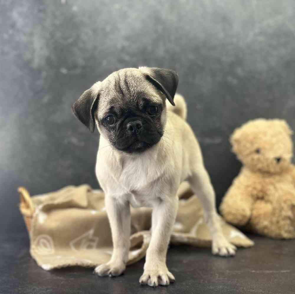 Female Pug Puppy for Sale in Millersburg, IN