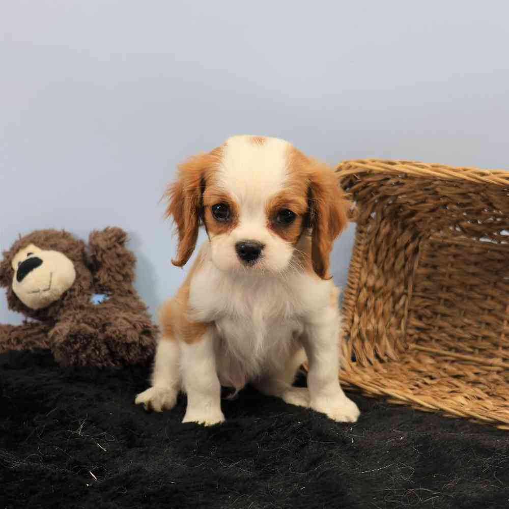 Male Cavalier King Charles Spaniel Puppy for Sale in Millersburg, IN
