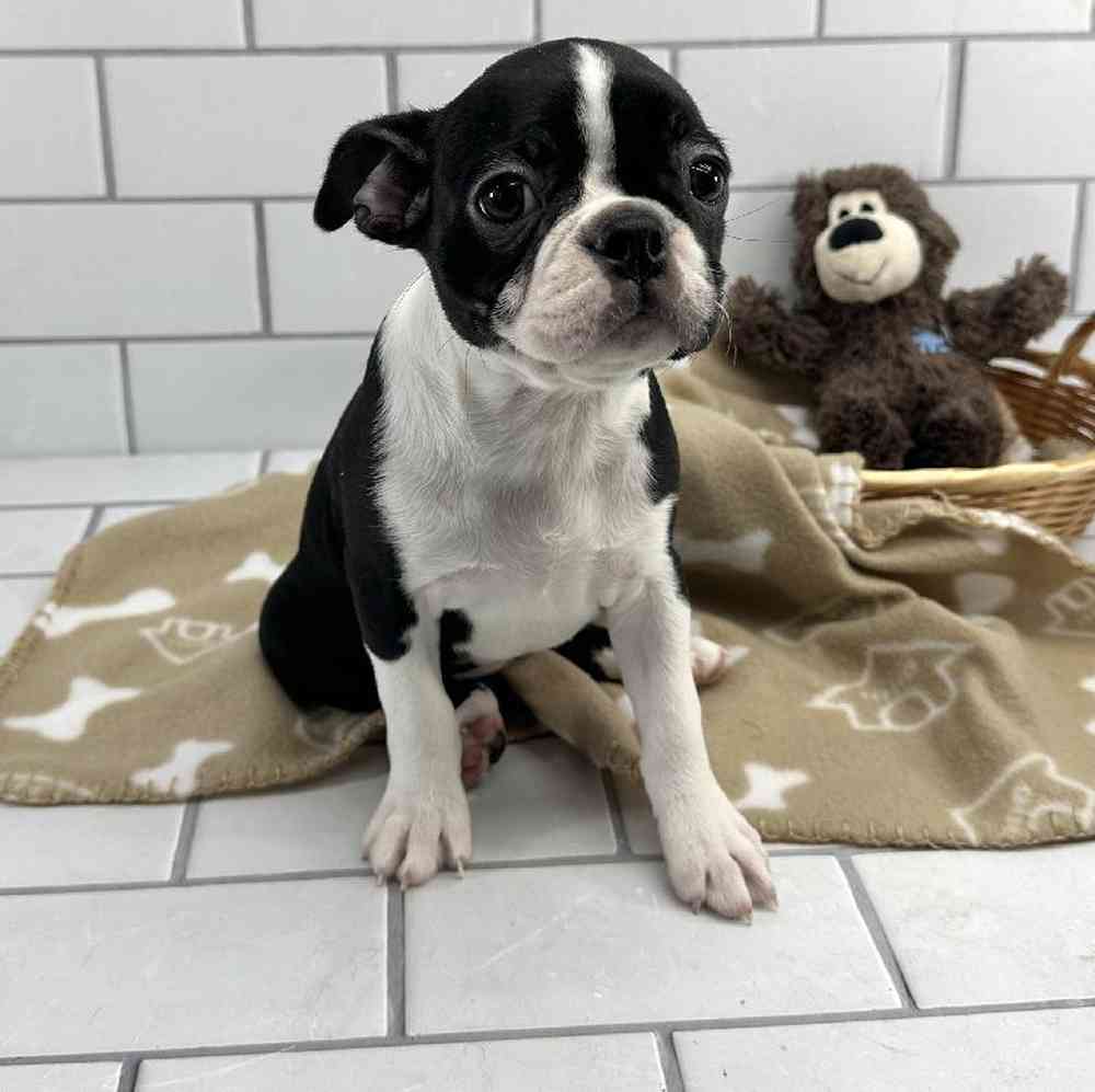 Female Boston Terrier Puppy for Sale in Millersburg, IN