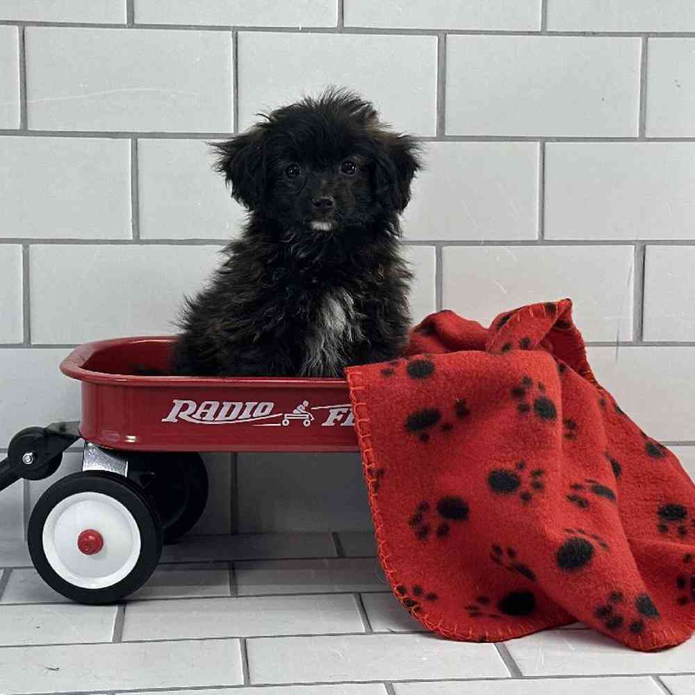 Male Papillon-Toy Poodle Puppy for Sale in Millersburg, IN