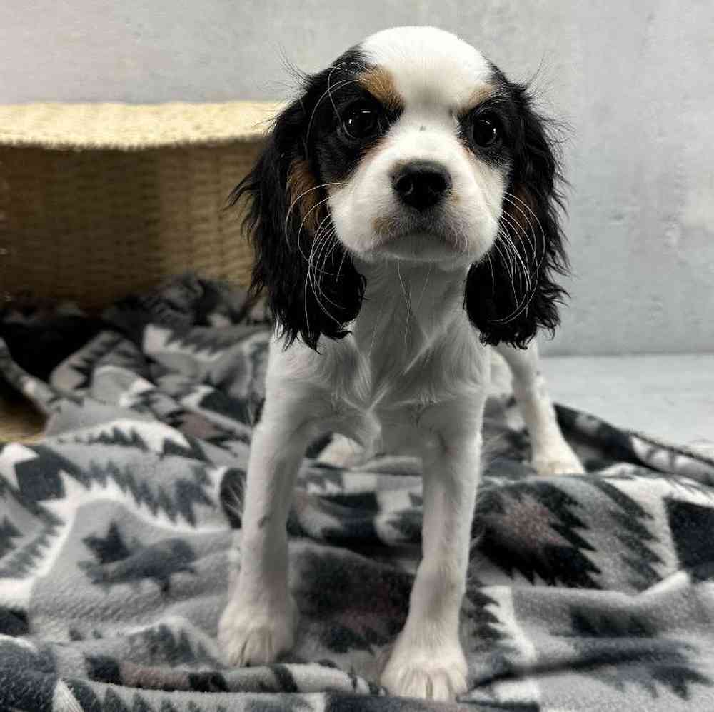 Female Cavalier King Charles Spaniel Puppy for Sale in Millersburg, IN