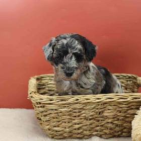 Mini Poodle