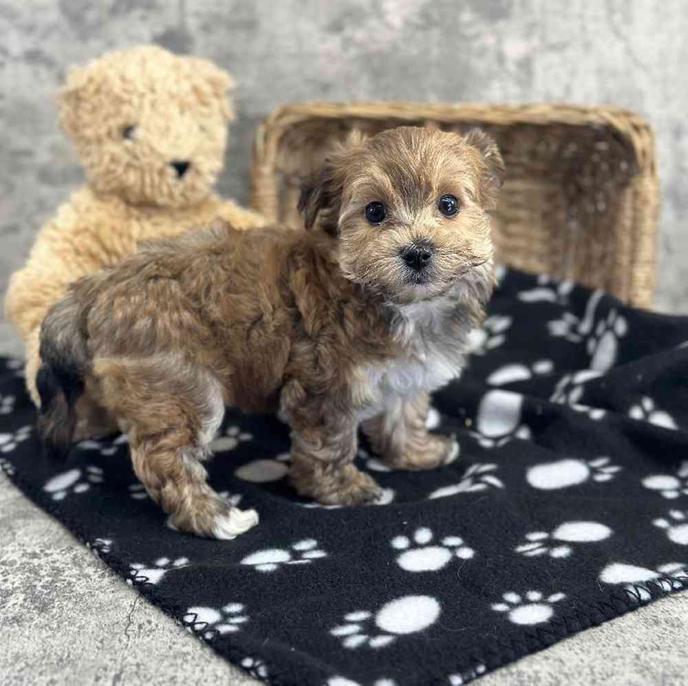 Male Yochon Puppy for Sale in Millersburg, IN