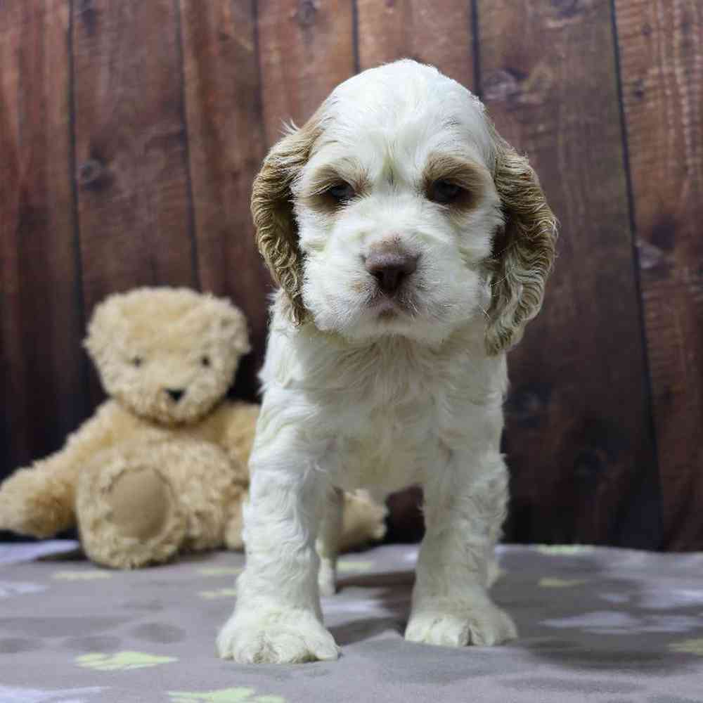 Male Cocker Spaniel Puppy for Sale in Millersburg, IN