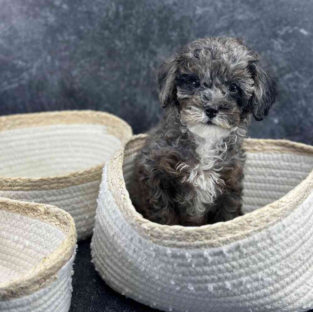 Female Mini Poodle Puppy for Sale in Millersburg, IN