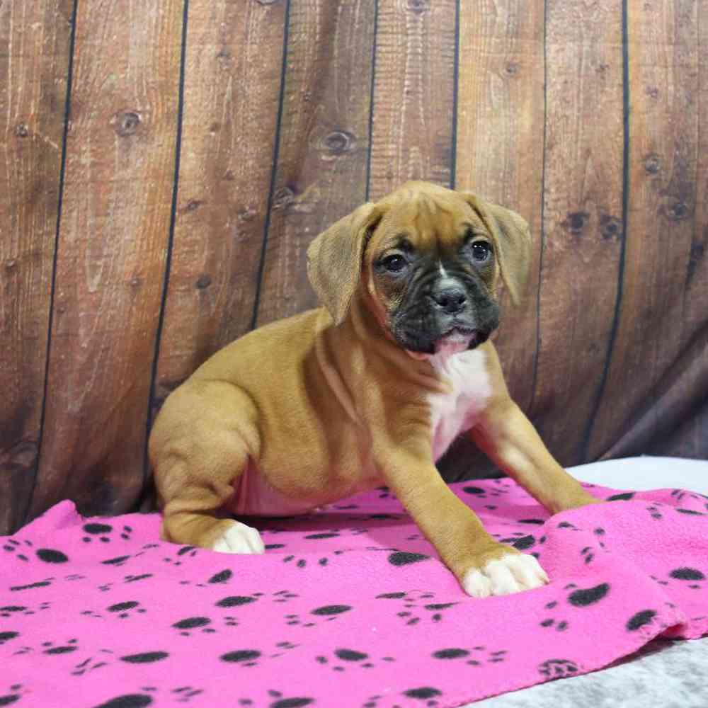 Female Boxer Puppy for Sale in Millersburg, IN