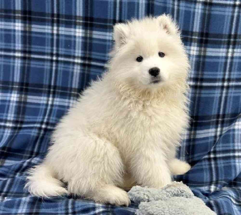 Male Samoyed Puppy for Sale in Millersburg, IN