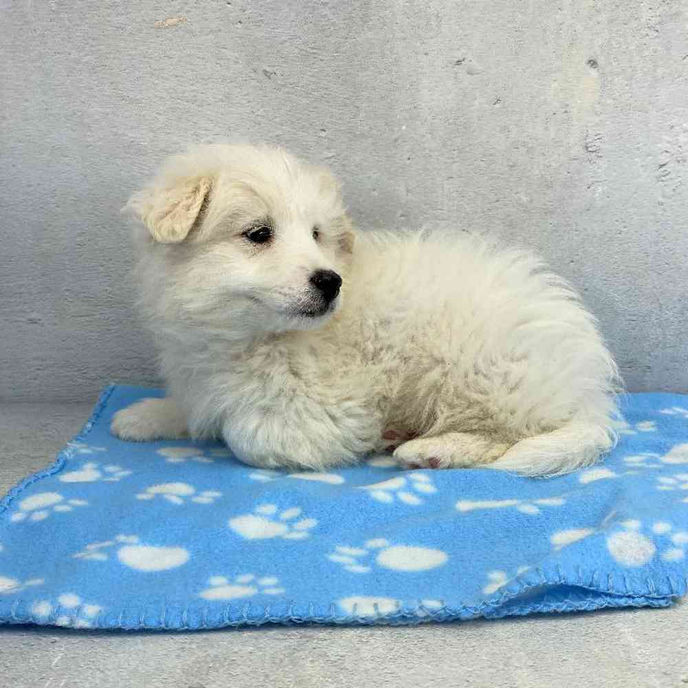 Male Sammypoo Puppy for Sale in Millersburg, IN