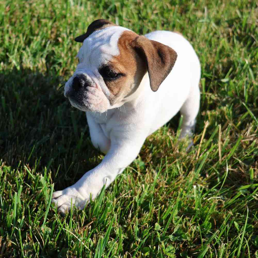 Male Bulldoggle Puppy for Sale in Millersburg, IN