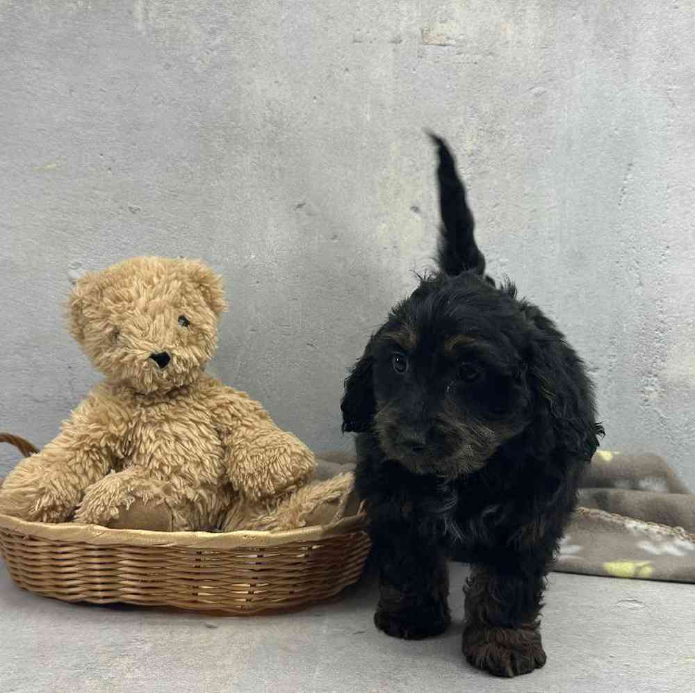Female Doxiepoo Puppy for Sale in Millersburg, IN