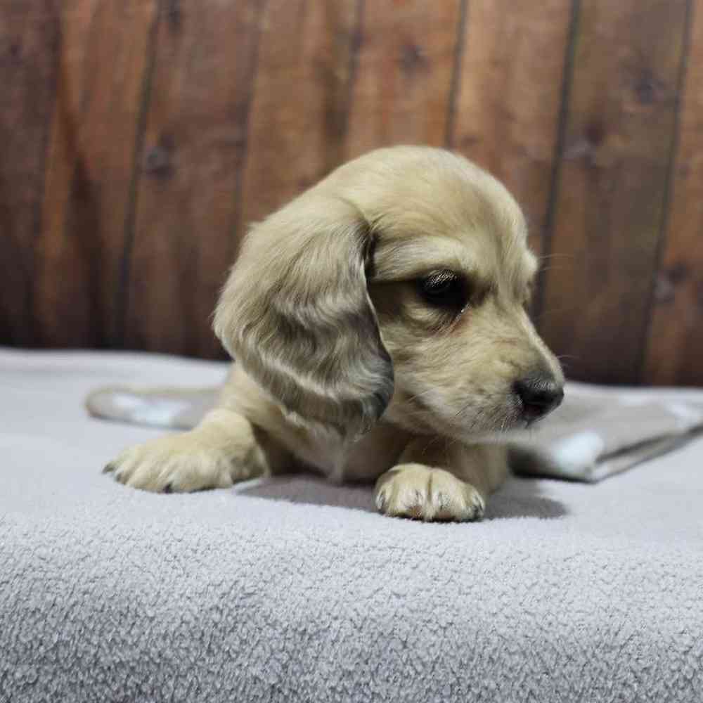 Female Dachshund Puppy for Sale in Millersburg, IN