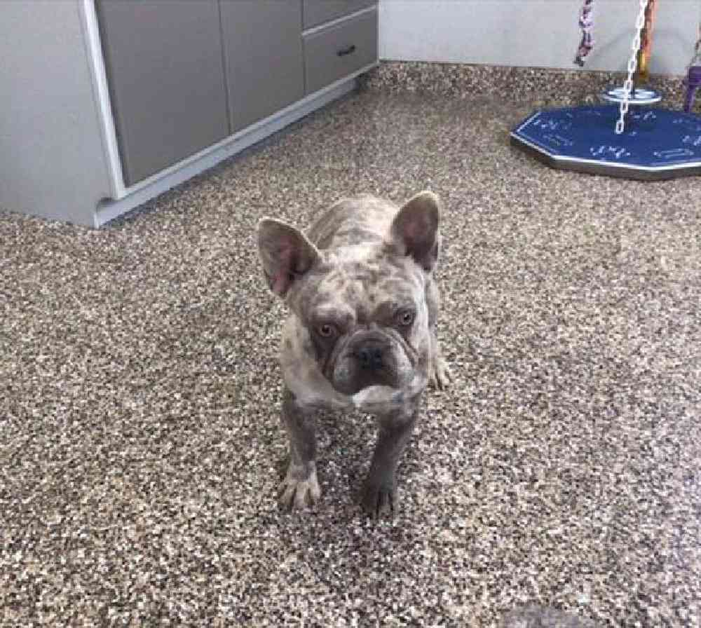 Male 3/4 Frenchie 1/4 Bull Mastiff Puppy for sale
