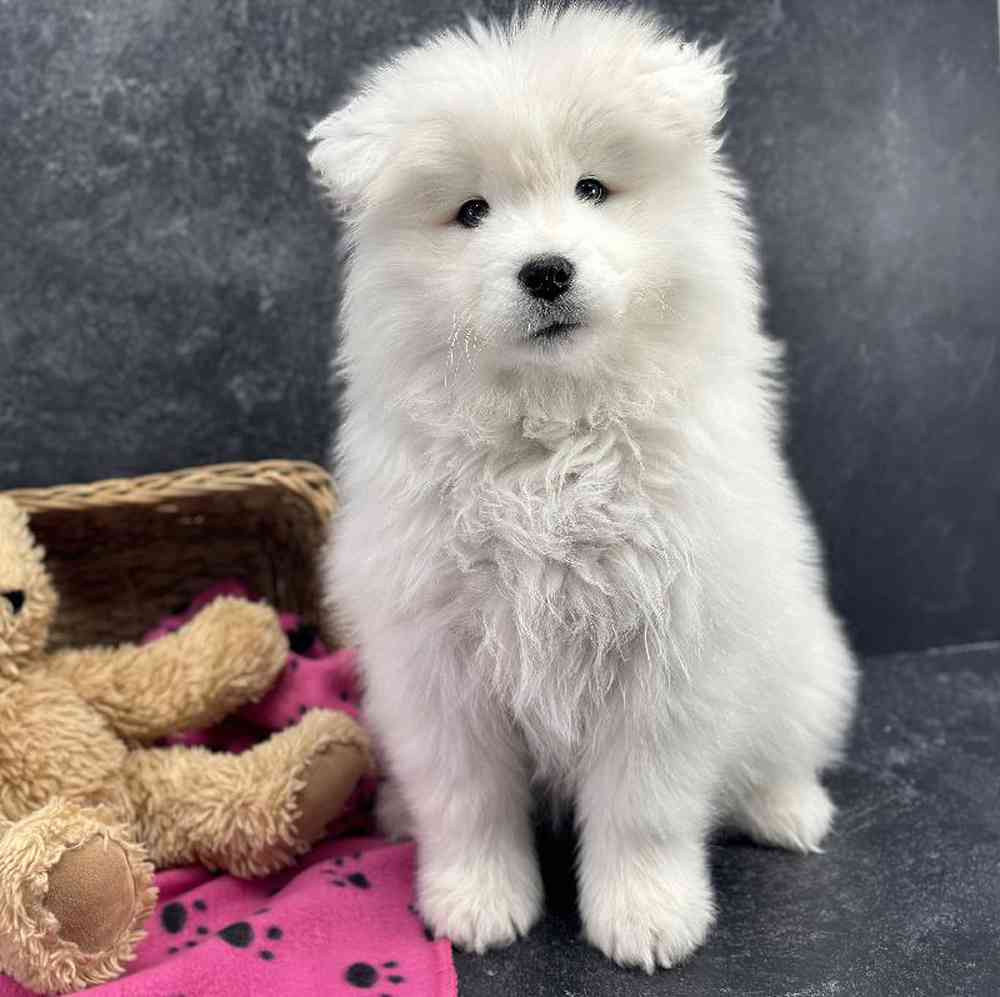 Female Samoyed Puppy for Sale in Millersburg, IN