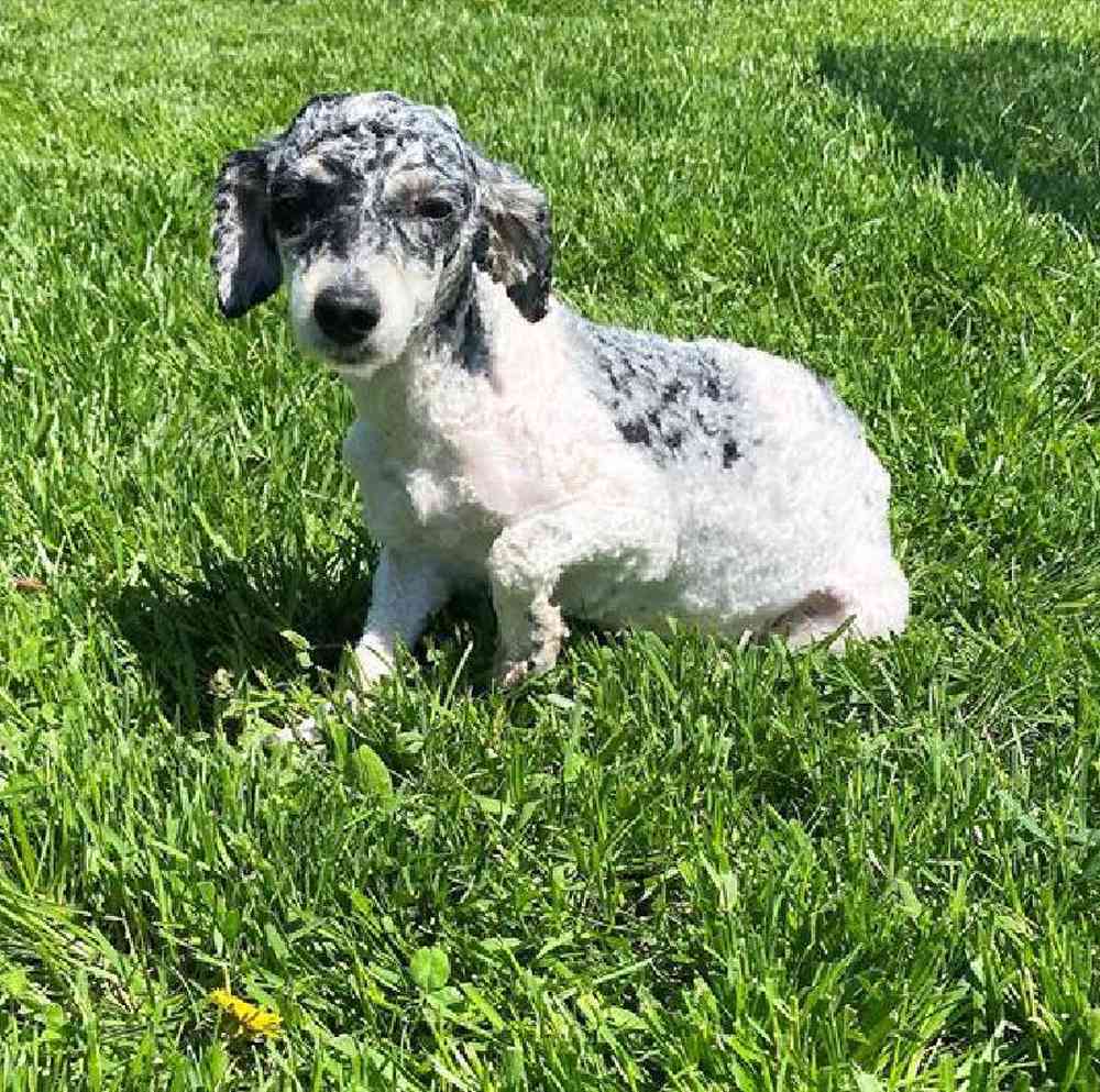 Male Hybrid Puppy for Sale in Millersburg, IN