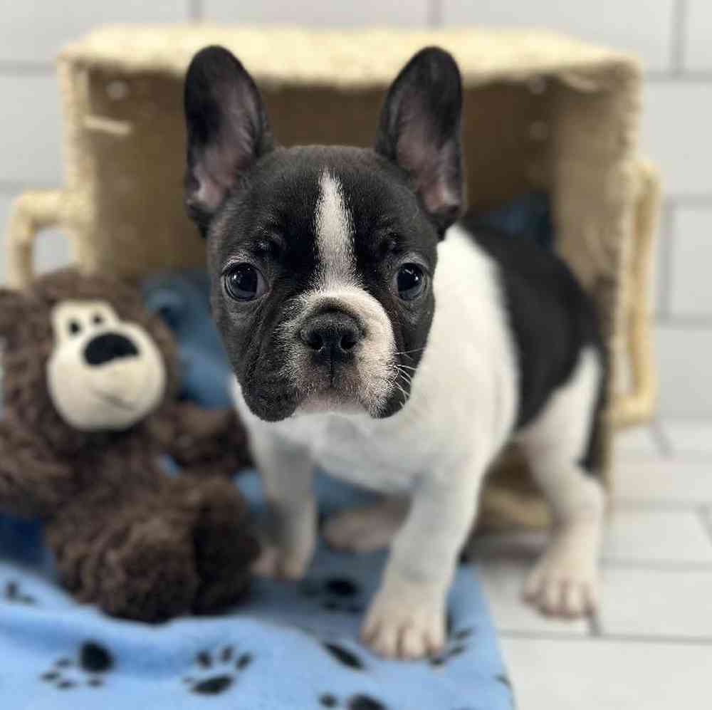 Male Frenchton Puppy for Sale in Millersburg, IN