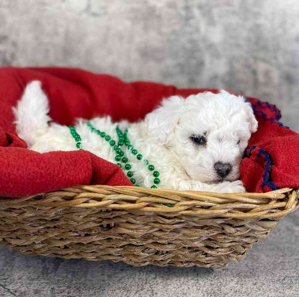 Female Bichon Puppy for Sale in Millersburg, IN