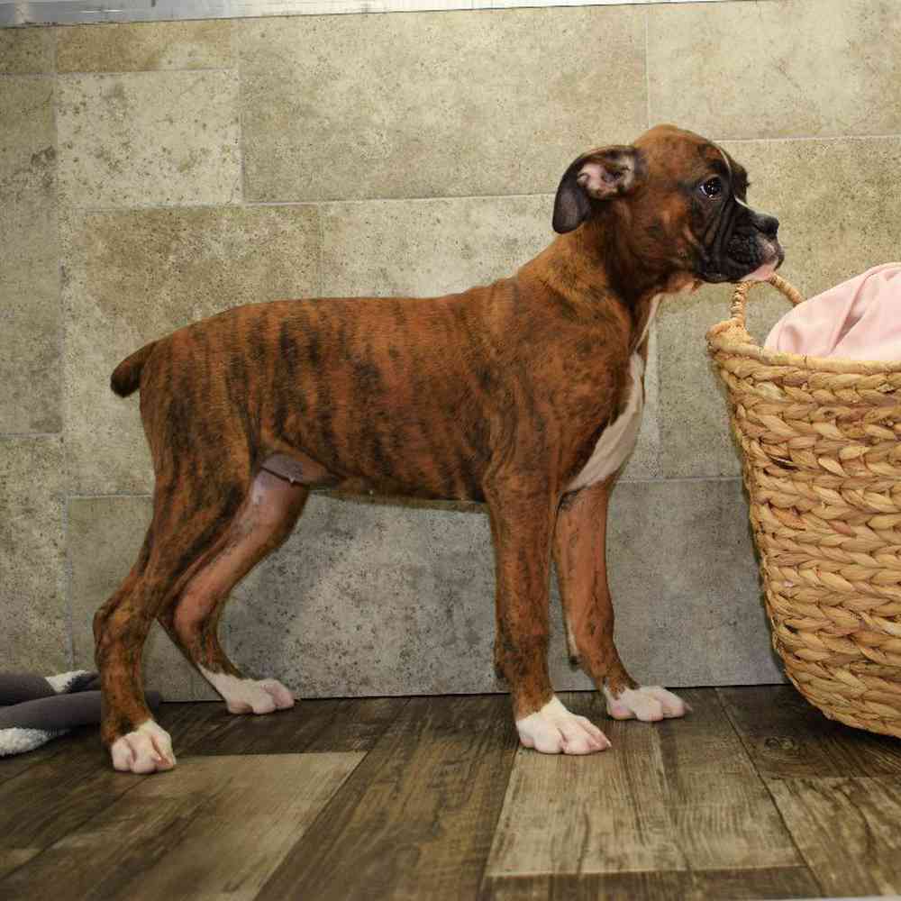 Female Boxer Puppy for sale