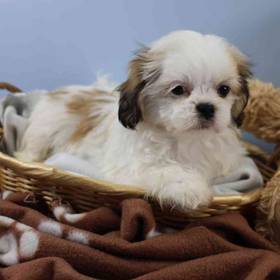Shih Tzu