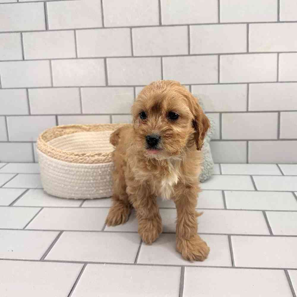 Male Cavapoo Puppy for Sale in Millersburg, IN