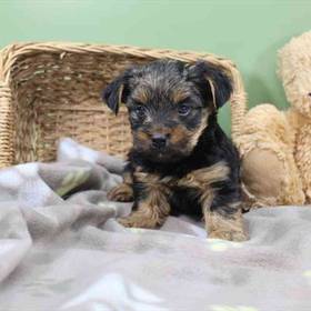 Yorkie