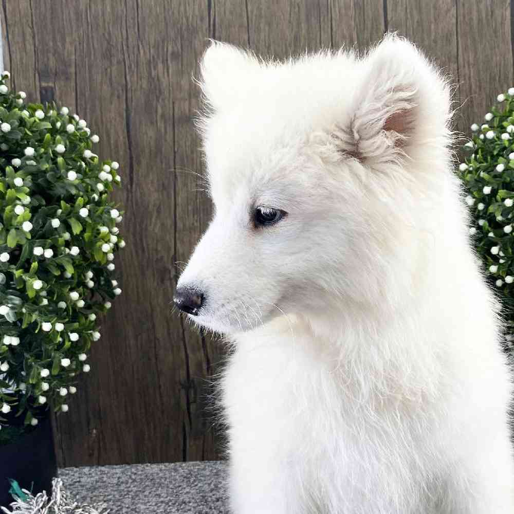 Female Samoyed Puppy for sale