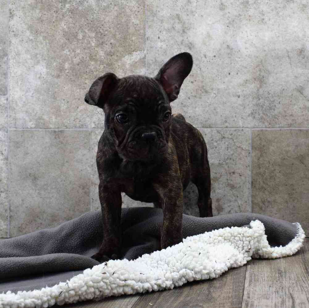 Female French Bulldog Mix Puppy for sale