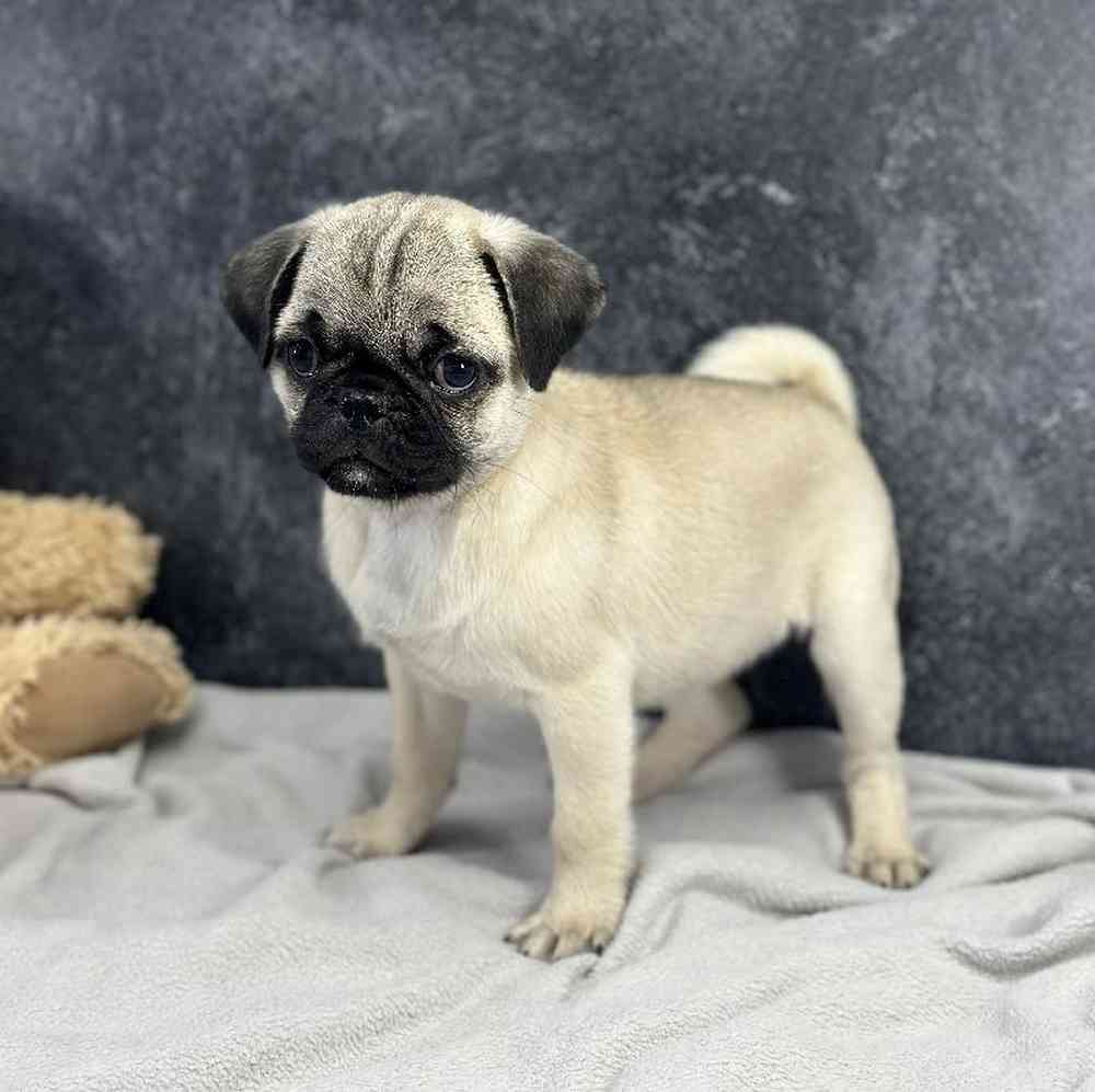 Female Pug Puppy for Sale in Millersburg, IN