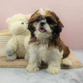 Shih Tzu